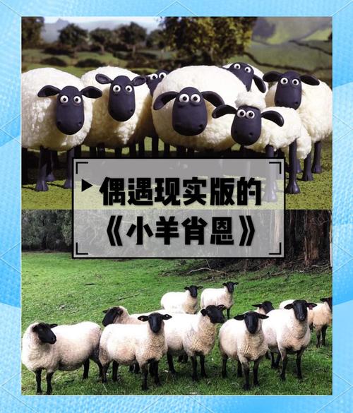 想了解斯拉特福德内有小羊？官方网站带你深入了解！
