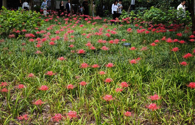 彼岸花最新版本下载：安卓、苹果都能玩