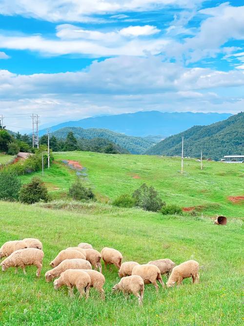完整版青青草原：你想看的都在这里