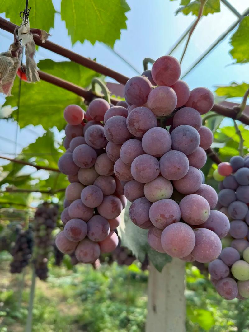 葡萄成熟时版本大全：你最喜欢哪个版本？