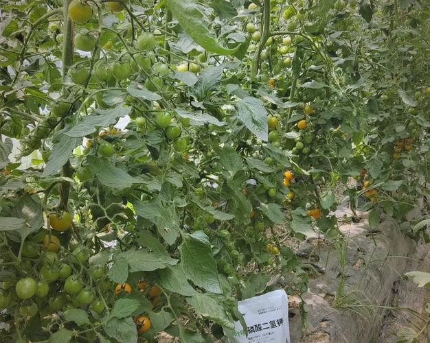 苗床圣女版本大全：详解圣女果种植技术，高产秘诀大公开