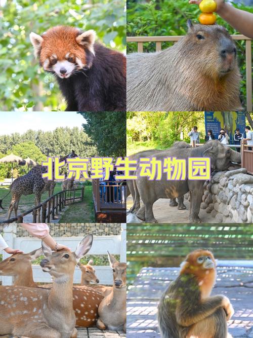 蓝宝石野生动物园最新动物明星:狮子老虎齐上阵
