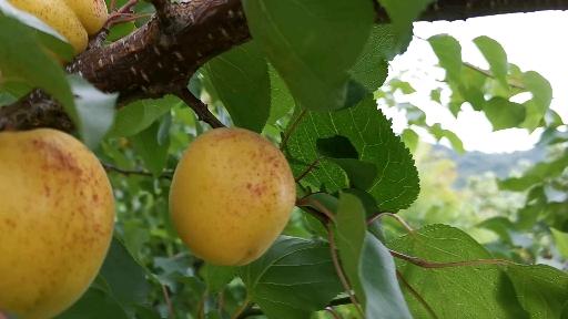 寻找人杏之间官方网站？这里有你需要的全部杏信息