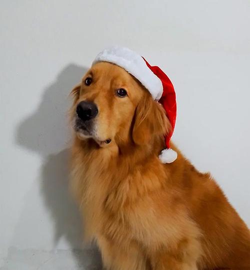 淘气屋最新宠物:金毛、拉布拉多等名犬入驻!