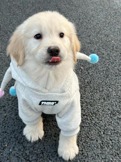 淘气屋最新宠物:金毛、拉布拉多等名犬入驻!