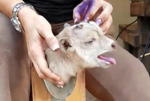 想玩剪羊羊?这里提供最全的下载地址!