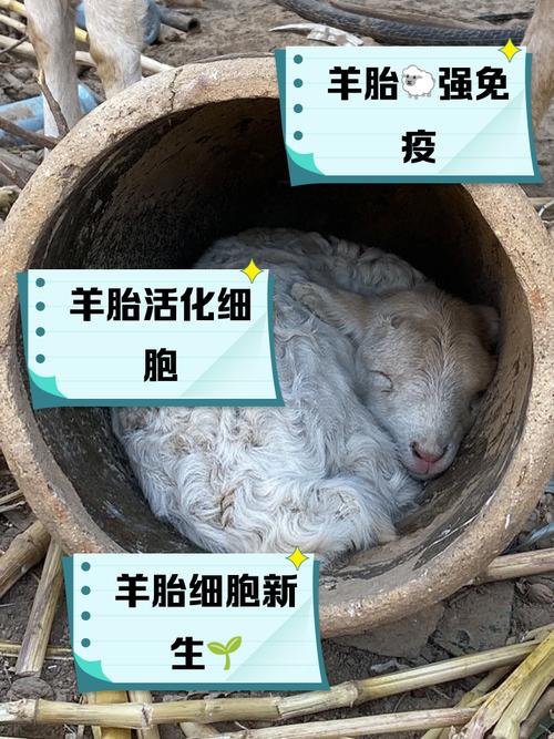 想了解斯拉特福德内有小羊？官方网站带你深入了解！