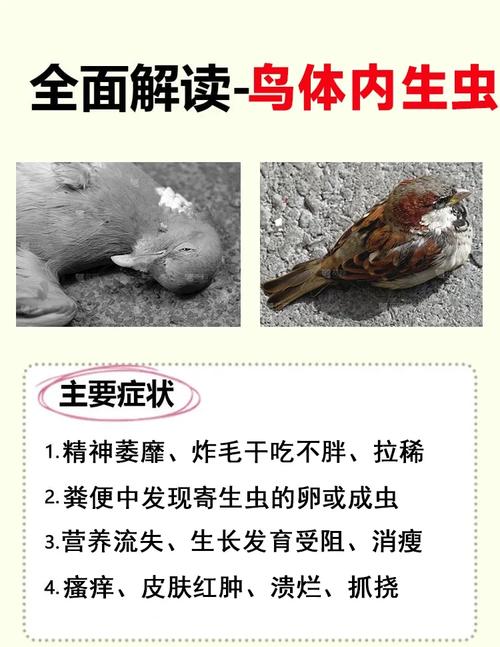 还在找内部寄生虫更新地址?这里有你想要的