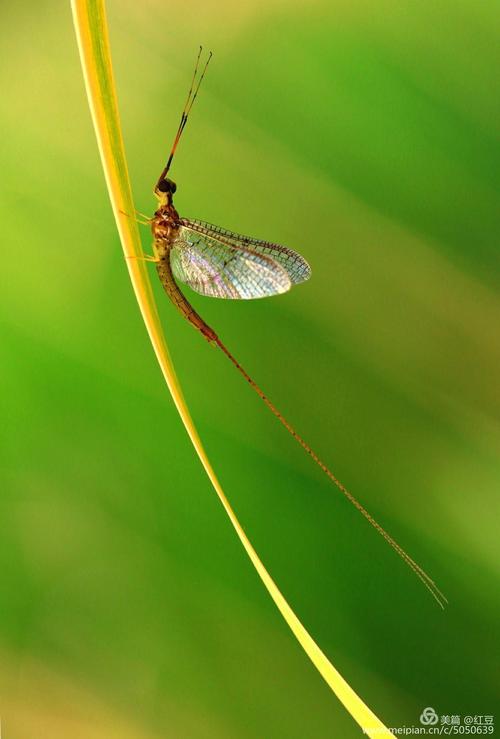 轻松下载蜉蝣V0.2：安卓汉化版下载地址分享