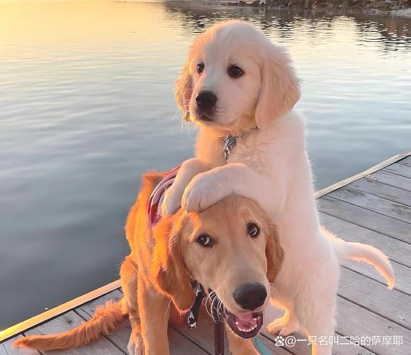 淘气屋最新宠物:金毛、拉布拉多等名犬入驻!