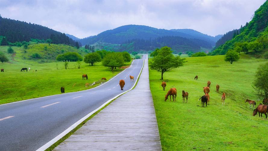 想下载青青草原？教你简单几步搞定！