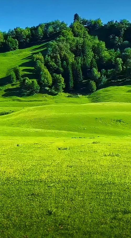 想下载青青草原？教你简单几步搞定！