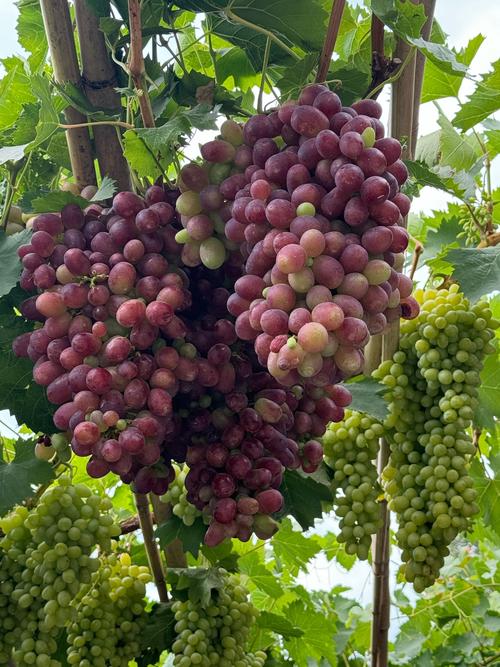 葡萄成熟时版本大全：你最喜欢哪个版本？