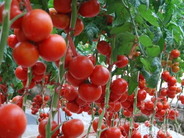 苗床圣女版本大全：详解圣女果种植技术，高产秘诀大公开