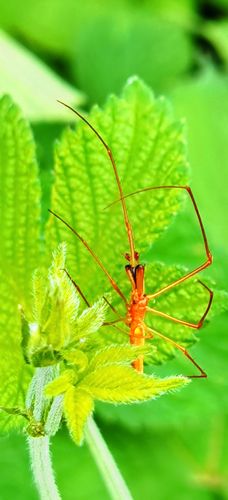 轻松下载蜉蝣V0.2：安卓汉化版下载地址分享