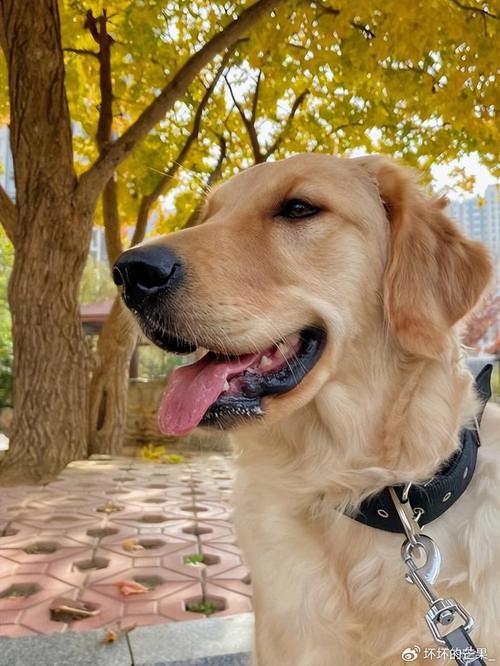 淘气屋最新宠物:金毛、拉布拉多等名犬入驻!