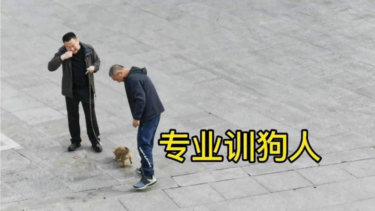 轻松下载精灵女上司的训狗术,新手玩家必看指南