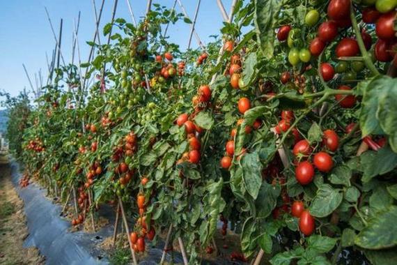 苗床圣女版本大全：详解圣女果种植技术，高产秘诀大公开