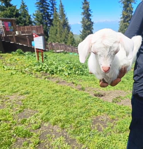 想玩重建内有小羊？安卓下载地址就在这里