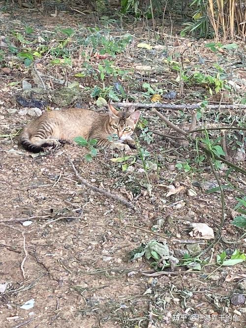 安全下载野猫:各种下载渠道及方法详解