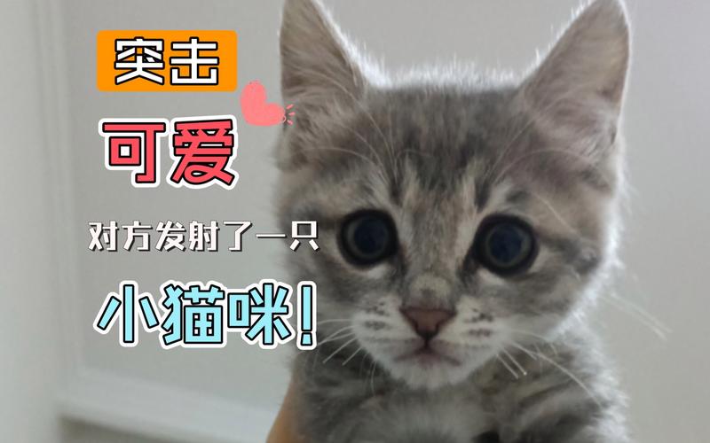 你的猫咪会玩杨过游戏吗?一起来看看吧