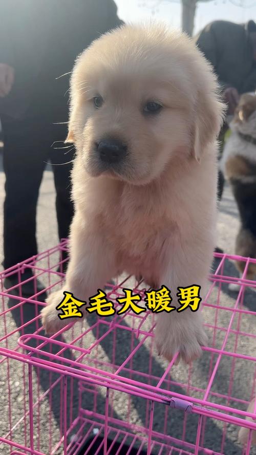 淘气屋最新宠物:金毛、拉布拉多等名犬入驻!