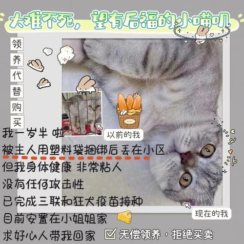 还在找黑暗伴侣？这里提供所有版本下载，从此不再迷茫