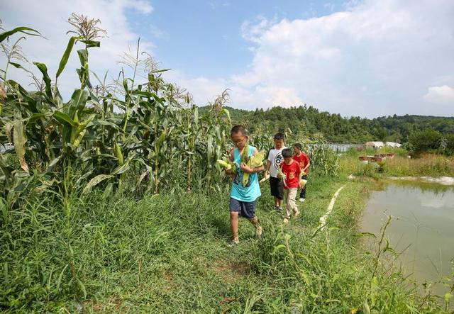 乡村生活的快乐暑假版本大全:我的暑假日记