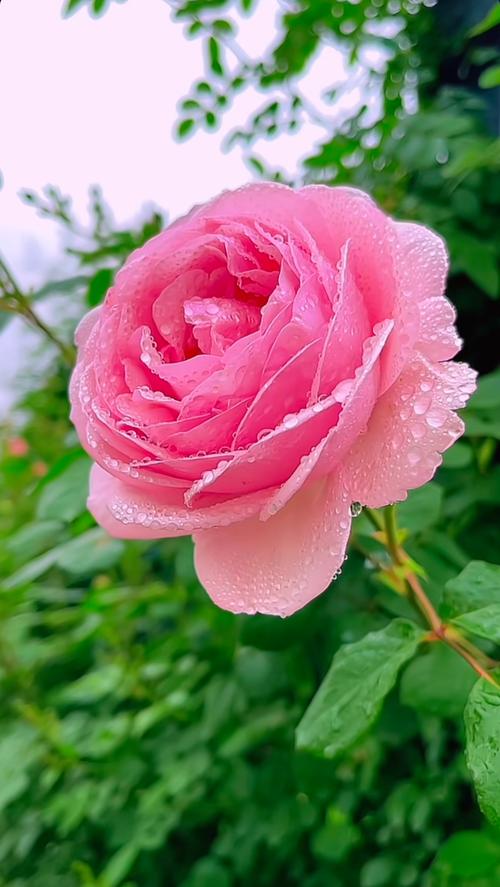 安卓手机下载迷人的故事新婚之夜：精彩剧情等你解锁