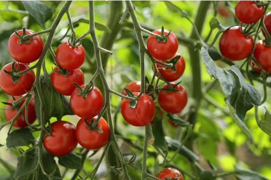 苗床圣女版本大全：详解圣女果种植技术，高产秘诀大公开