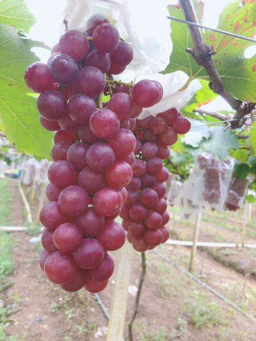 葡萄成熟时版本大全：你最喜欢哪个版本？