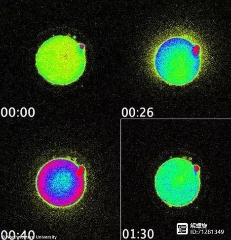 世界之卵游戏下载安装教程：轻松下载即刻体验
