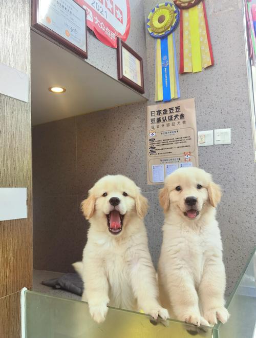 淘气屋最新宠物:金毛、拉布拉多等名犬入驻!