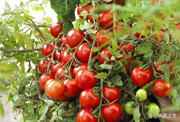 苗床圣女版本大全：详解圣女果种植技术，高产秘诀大公开