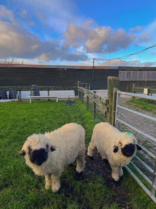 想了解斯拉特福德内有小羊？官方网站带你深入了解！