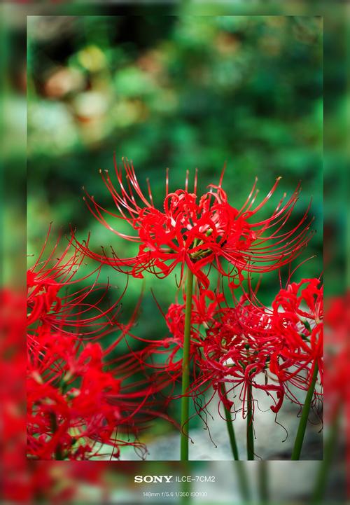 彼岸花最新版本下载：安卓、苹果都能玩