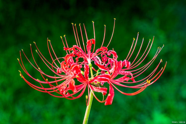 彼岸花最新版本下载：安卓、苹果都能玩