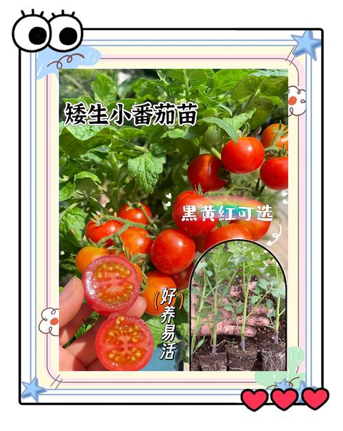 苗床圣女版本大全：详解圣女果种植技术，高产秘诀大公开