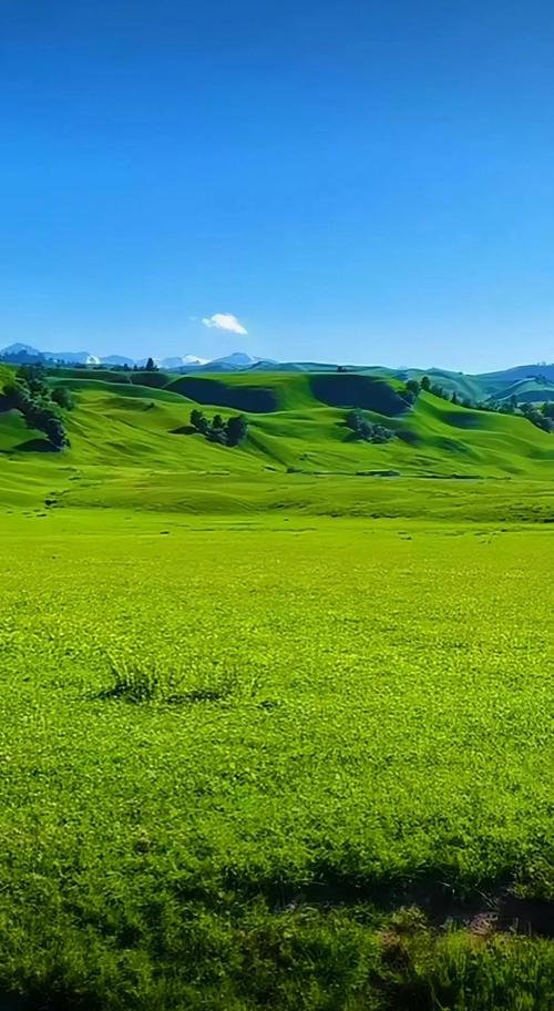 想下载青青草原？教你简单几步搞定！