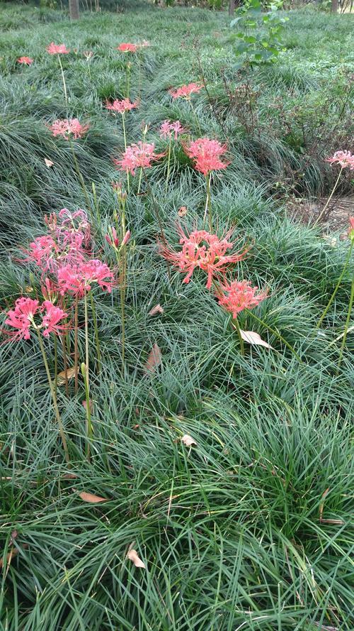 彼岸花最新版本下载：安卓、苹果都能玩