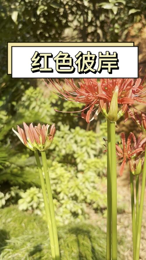 彼岸花最新版本下载：安卓、苹果都能玩