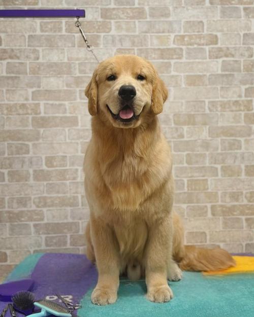 淘气屋最新宠物:金毛、拉布拉多等名犬入驻!