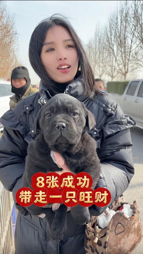 淘气屋最新宠物:金毛、拉布拉多等名犬入驻!