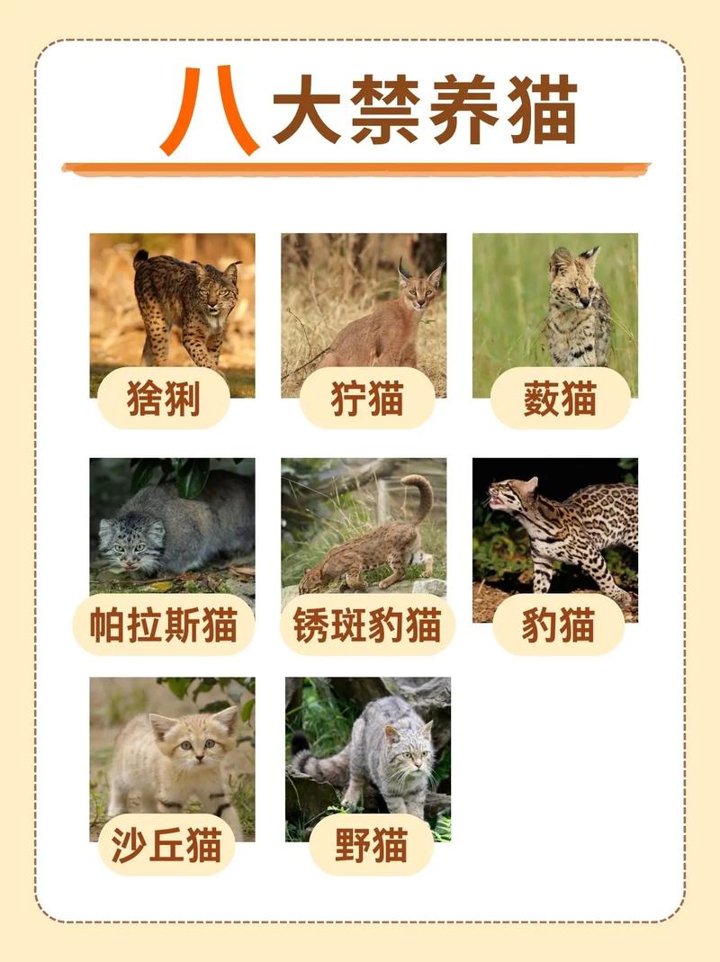 野猫最新版本是多少?完整版下载教程来了