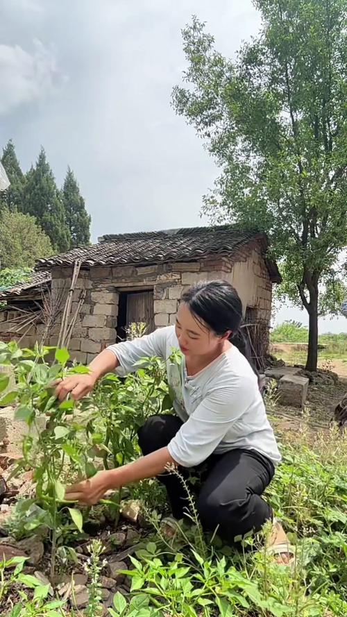 乡下生活最新动态:体验不一样的乡村生活