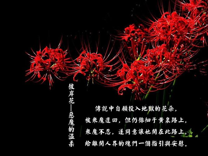 彼岸花版本大全:从游戏到歌曲,一网打尽各种彼岸花!