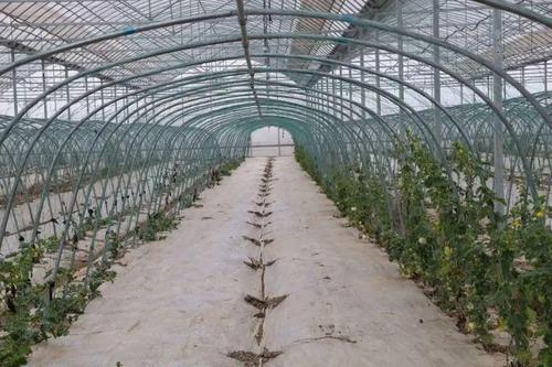 想玩我的播种农场？教你几招快速下载安装