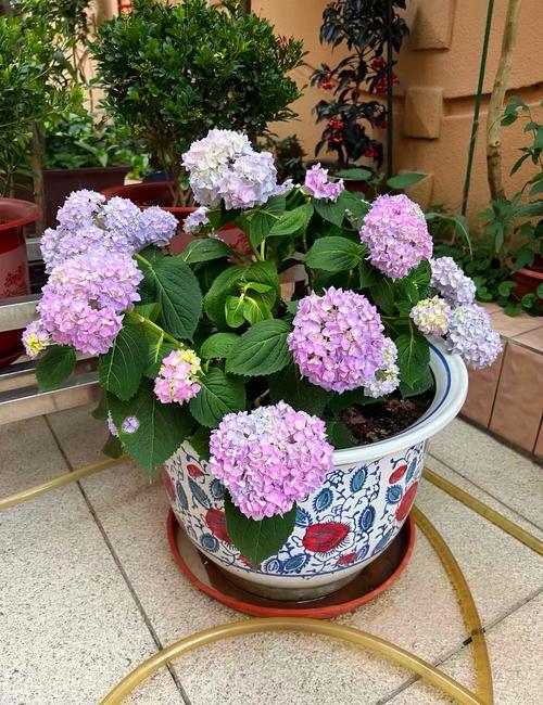 如何下载一夏之花？避免踩坑的完整下载指南