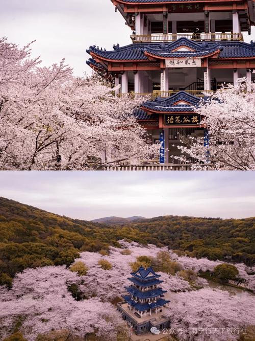 红樱花馆版本大全:不同版本区别与下载地址