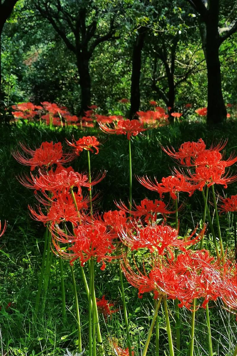 想看彼岸花?最新更新地址和观看方式都在这里